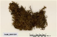 藏品(闊葉灰苔)的圖片